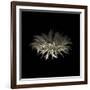 Darkness G5: Gerbera Daisy-Doris Mitsch-Framed Photographic Print