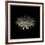 Darkness G5: Gerbera Daisy-Doris Mitsch-Framed Photographic Print