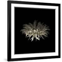 Darkness G5: Gerbera Daisy-Doris Mitsch-Framed Photographic Print