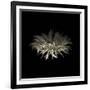 Darkness G5: Gerbera Daisy-Doris Mitsch-Framed Photographic Print