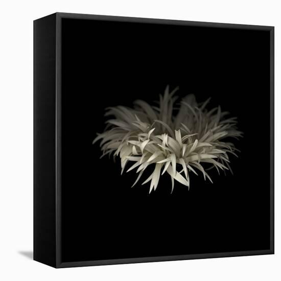 Darkness G5: Gerbera Daisy-Doris Mitsch-Framed Stretched Canvas