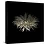 Darkness G5: Gerbera Daisy-Doris Mitsch-Stretched Canvas