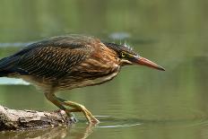 Wading Into The Unknown-Darlene Hewson-Photographic Print