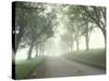 Darling Road with Fog and Maples, Vermont, USA-Darrell Gulin-Stretched Canvas