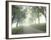 Darling Road with Fog and Maples, Vermont, USA-Darrell Gulin-Framed Photographic Print