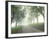 Darling Road with Fog and Maples, Vermont, USA-Darrell Gulin-Framed Photographic Print