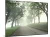 Darling Road with Fog and Maples, Vermont, USA-Darrell Gulin-Mounted Photographic Print