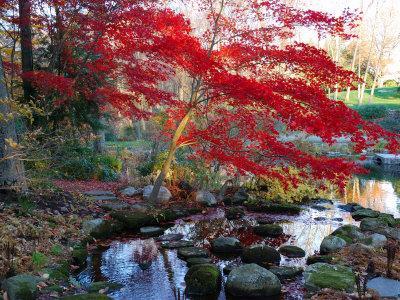 Old Japanese Maple Tree In Fall Art Print Home Decor Wall Art Poster C