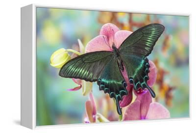 Alpine Black Swallowtail Butterfly, Papilio Maackii' Photographic