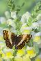 Laminate