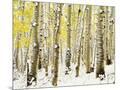 Wood Mount