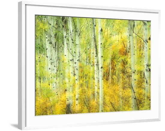 Framed Photographic Print, , large