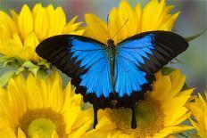 Australian Mountain Blue Swallowtail Butterfly on sunflower-Darrell Gulin-Photographic Print