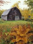 Black Eyed Susans and Barn, Vermont, USA-Darrell Gulin-Photographic Print