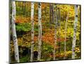 Wood Mount