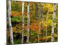 Wood Mount