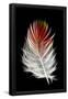 Essential Black