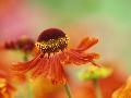 Just the Print
