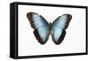 Framed Canvas
