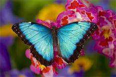 Red-spotted purple butterfly, Limenitis arthemis-Darrell Gulin-Photographic Print