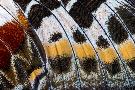 Just the Print