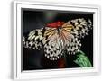 Chelsea White