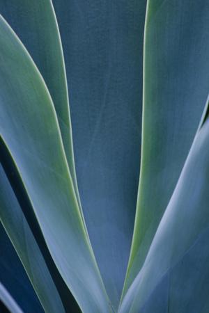Close-up blue green agave leaves