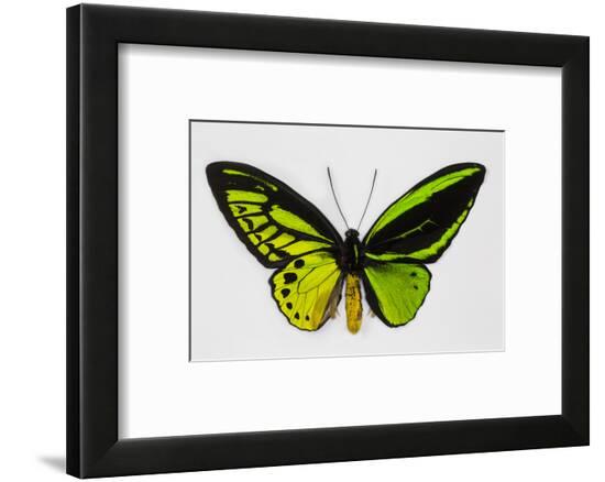 Framed Photographic Print, , large