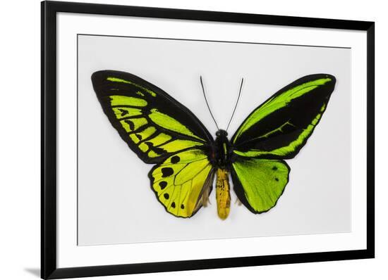 Framed Photographic Print, , large