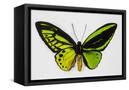 Canvas Black