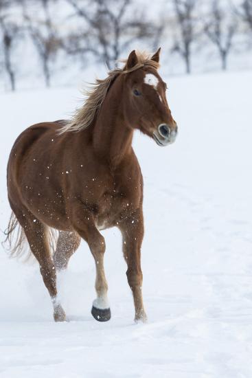 Premium Photographic Print, , large