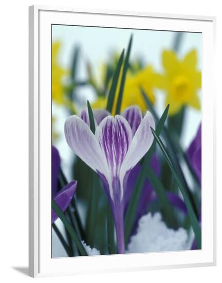 Framed Photographic Print, , large