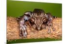 Wood Mount