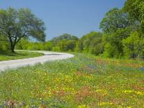 Oak Trees, Blue Bonnets, and Indian Paint Brush, Near Gay Hill, Texas, USA-Darrell Gulin-Photographic Print