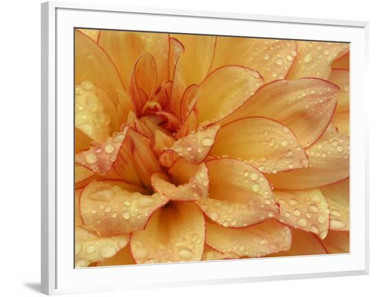 Framed Photographic Print, , large