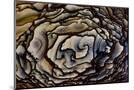 Wood Mount