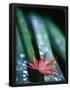Essential Black
