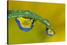 Stretched Canvas
