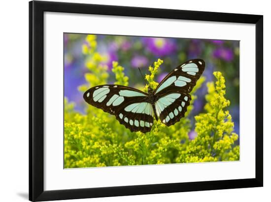 Framed Photographic Print, , large