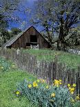 Oak Trees, Blue Bonnets, and Indian Paint Brush, Near Gay Hill, Texas, USA-Darrell Gulin-Photographic Print