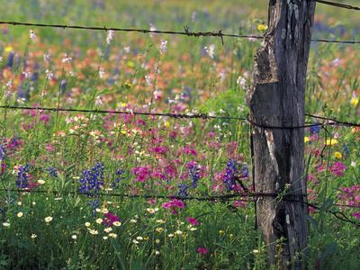 Fence Post and Wildflowers, Lytle, Texas, USA