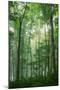 Wood Mount