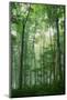 Wood Mount