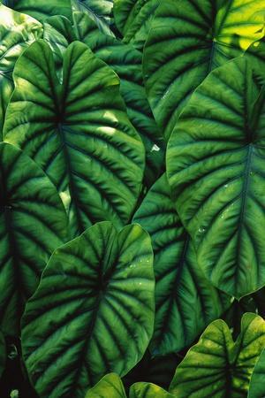 Green Tropical Leaves