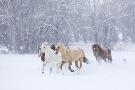 Just the Print