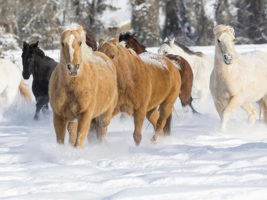 Photographic Print, , large