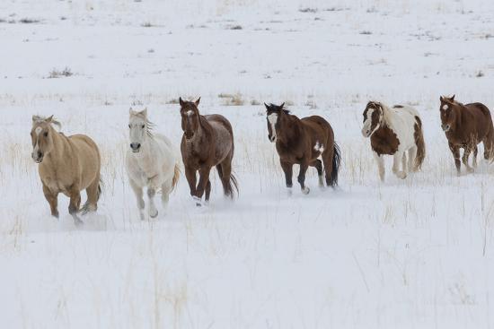 Photographic Print, , large