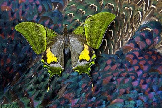 Premium Photographic Print, , large