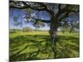 Wood Mount