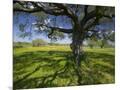Wood Mount